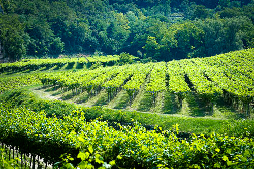 A vineyard on a gentle slopeon a bright sunny day