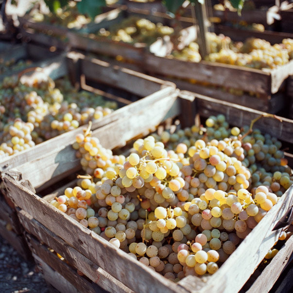 durella-grapes-in-crates-at-harvest-time