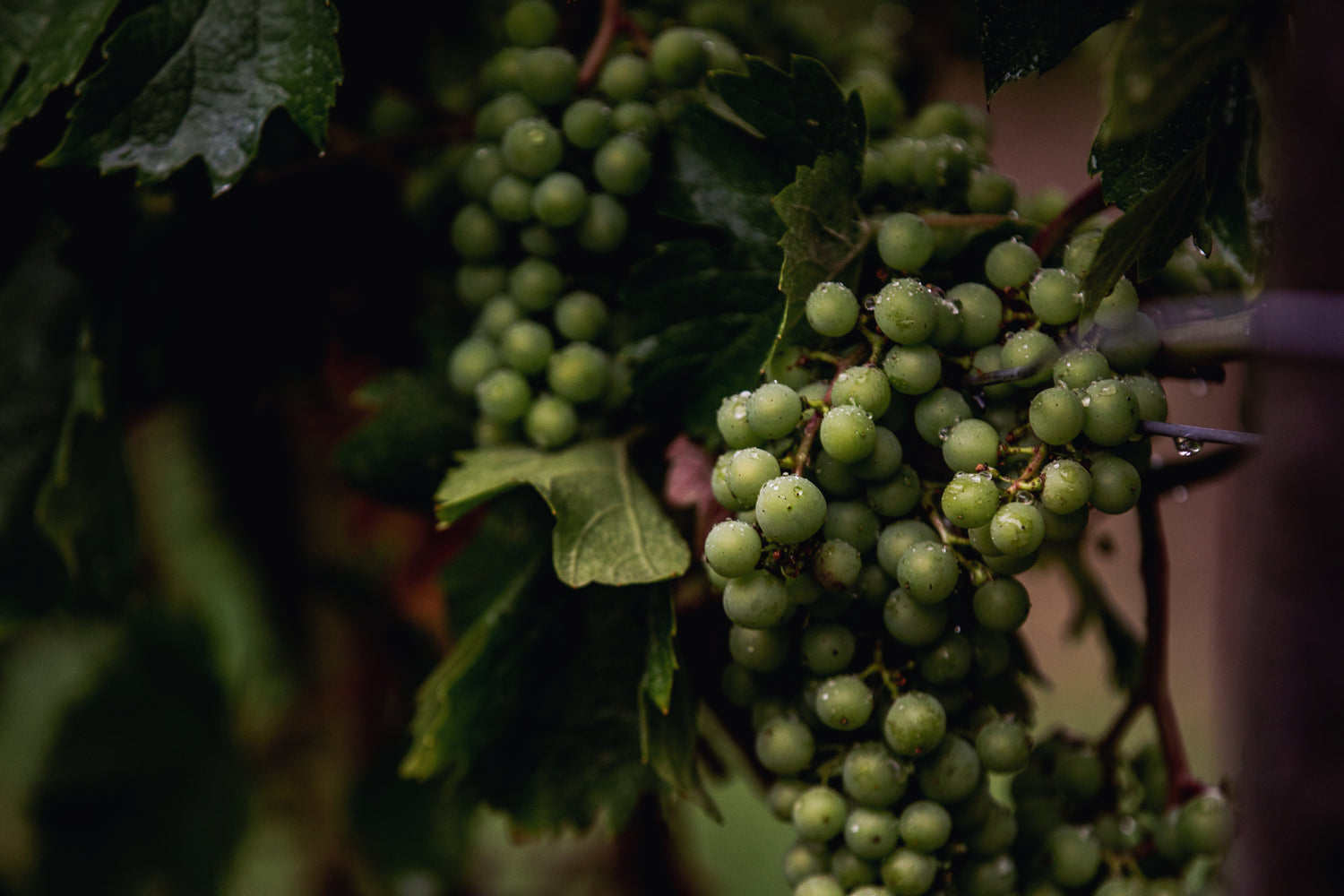 Dark moody image of durella grapes